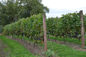 Vignes, vignoble, Essoyes