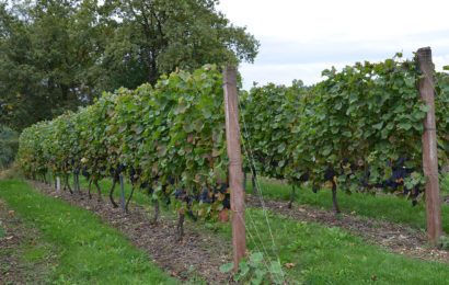 Les défis d’un vignoble challenger