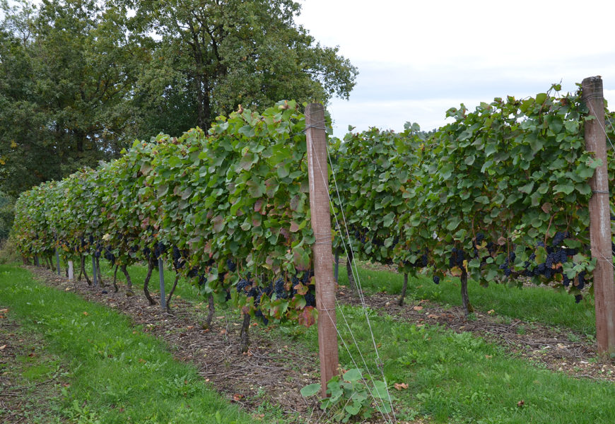 Les défis d’un vignoble challenger