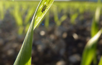 Interdiction des néonicotinoïdes : des producteurs sans alternatives