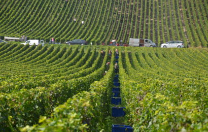 Les vendanges démarrent bientôt ! Êtes-vous bien assuré ?