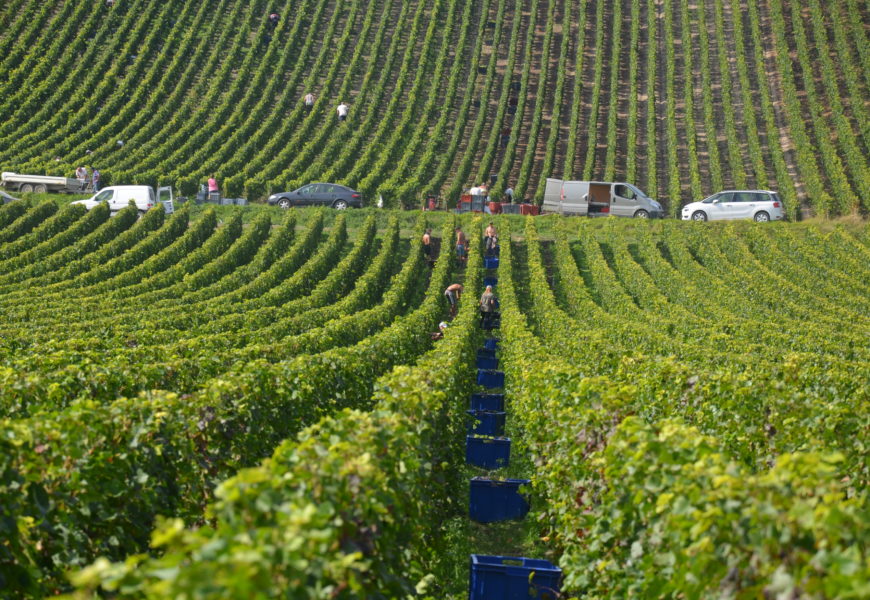 Les vendanges démarrent bientôt ! Êtes-vous bien assuré ?