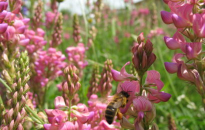 Sainfolia fait son miel du sainfoin