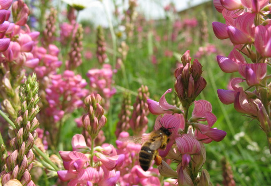 Sainfolia fait son miel du sainfoin