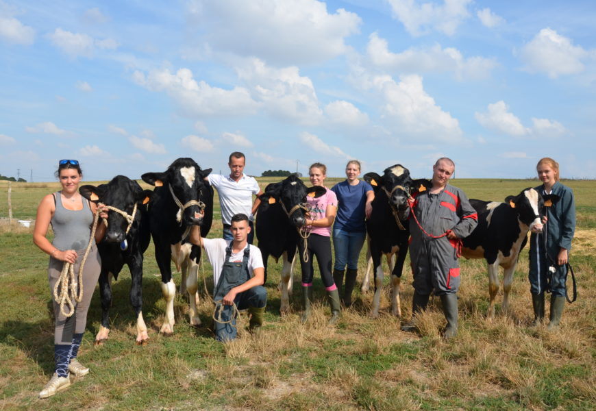 Le concours interdépartemental de la race Prim’Holstein