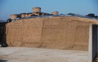 Maïs ensilage 2018, un apport d’énergie nécessaire pour équilibrer les rations