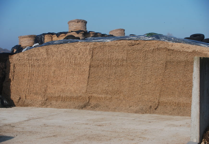 Maïs ensilage 2018, un apport d’énergie nécessaire pour équilibrer les rations