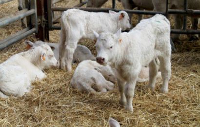 Maîtriser la mortalité des veaux en élevage allaitant
