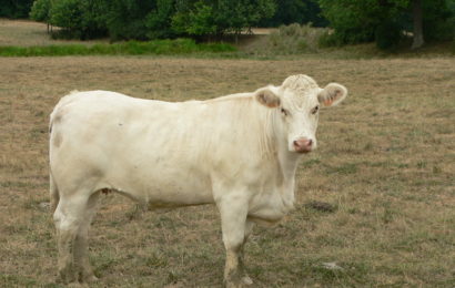 PAC 2018 : les aides aux bovins laitiers modifiées