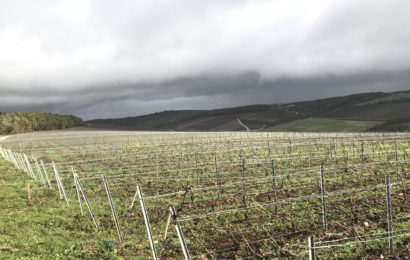 La taille de la vigne : une activité à risque ?