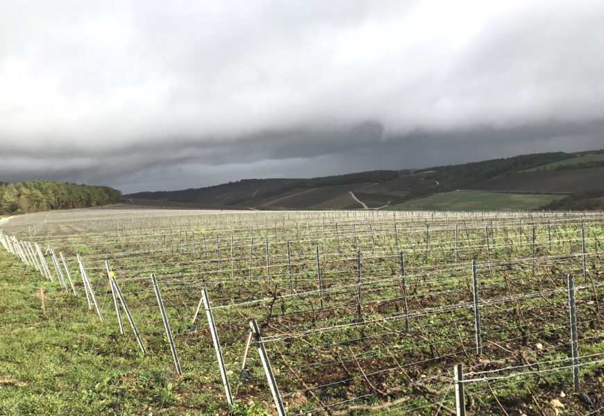 La taille de la vigne : une activité à risque ?