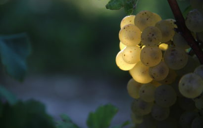 La 23ème foire aux vins d’Essoyes, c’est ce week-end