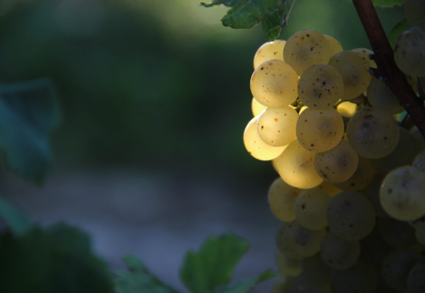 La 23ème foire aux vins d’Essoyes, c’est ce week-end