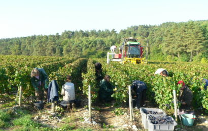 Le contrat vendanges