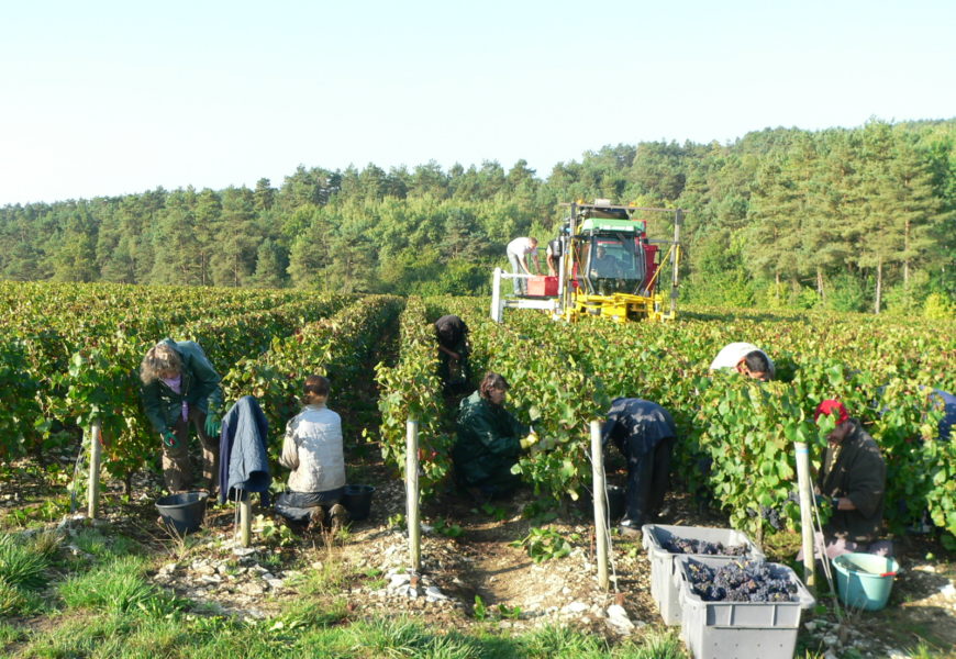 Le contrat vendanges