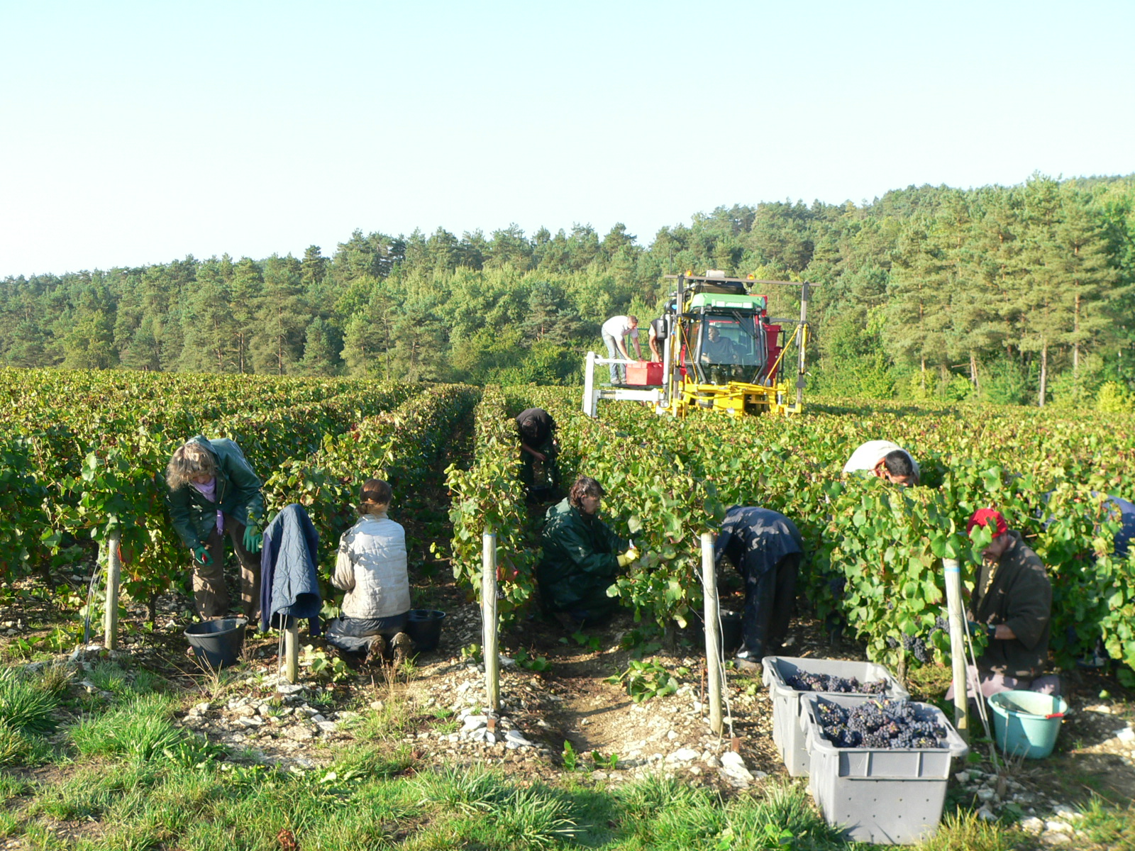 Le contrat vendanges La Revue Agricole de l'Aube