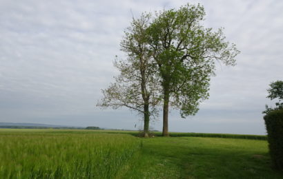 La santé des forêts de l’Aube La santé des forêts de l’Aube