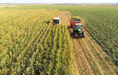 Maïs ensilage : des rencontres pour estimer la date de récolte Maïs ensilage : des rencontres pour estimer la date de récolte