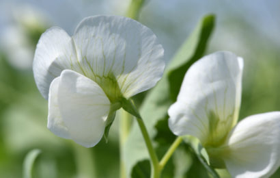 Soigner l’implantation du pois de printemps