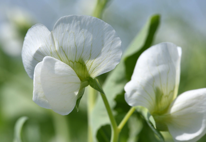 Soigner l’implantation du pois de printemps