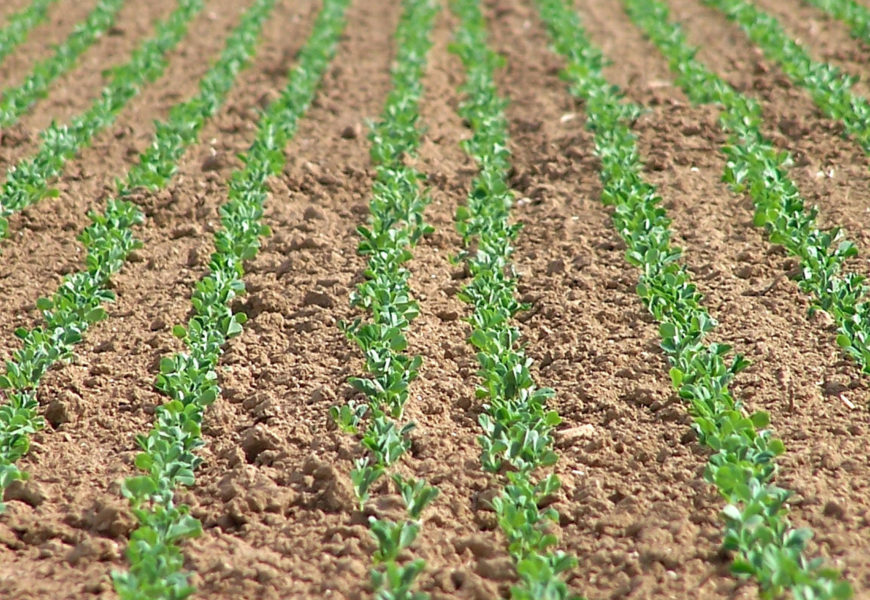 Réussir le désherbage sur pois de printemps