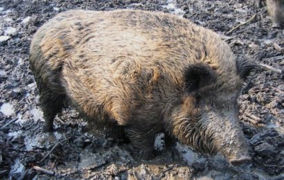 Dégâts de gibiers : tirs et agrainage peuvent reprendre