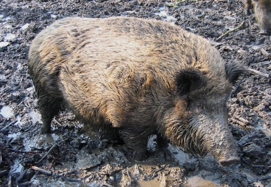 Dégâts de gibiers : tirs et agrainage peuvent reprendre