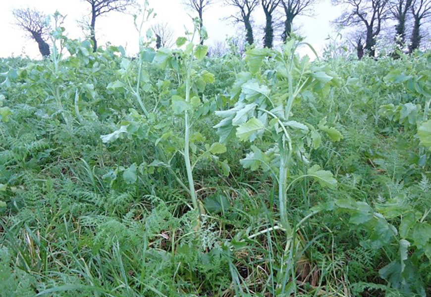Maïs fourrage : comment gérer la destruction des couverts avant semis ?
