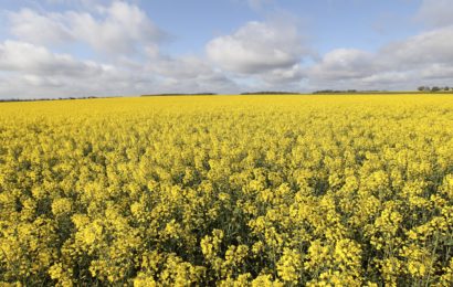 Graminées dans le colza : adopter la bonne stratégie