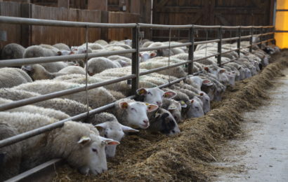 La filière ovine se crispe