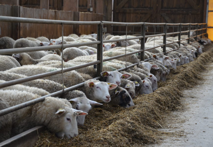 La filière ovine se crispe