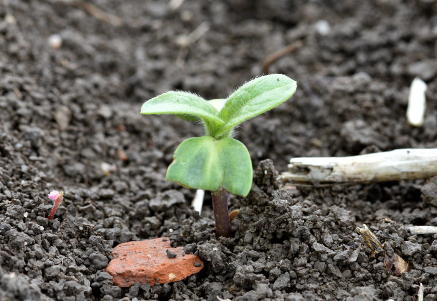 Implanter son tournesol dans les conditions optimales