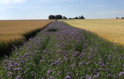 Couverts végétaux et développement de la biodiversité