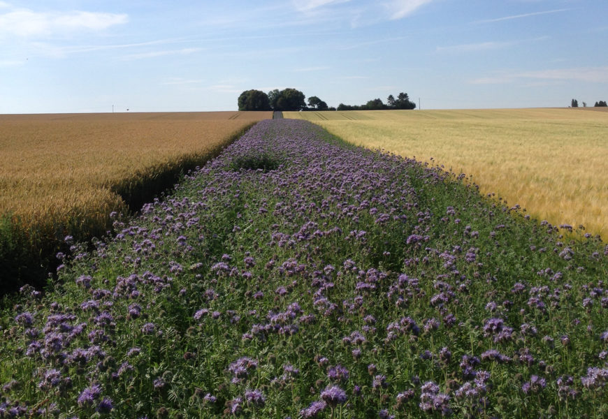 Couverts végétaux et développement de la biodiversité