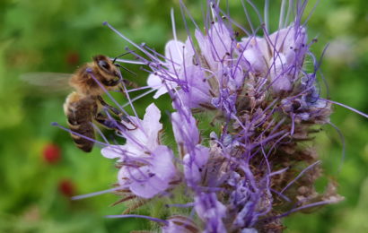 La luzerne, partenaire fabuleux pour l’apiculture