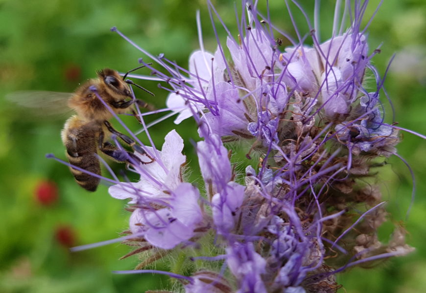 La luzerne, partenaire fabuleux pour l’apiculture