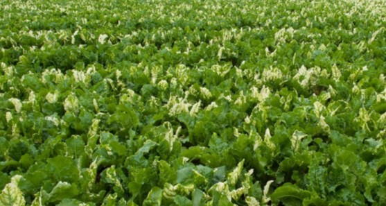 Du positif pour les betteraviers