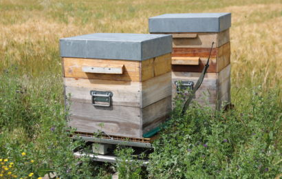 Même les abeilles sont à l’ère du numérique !