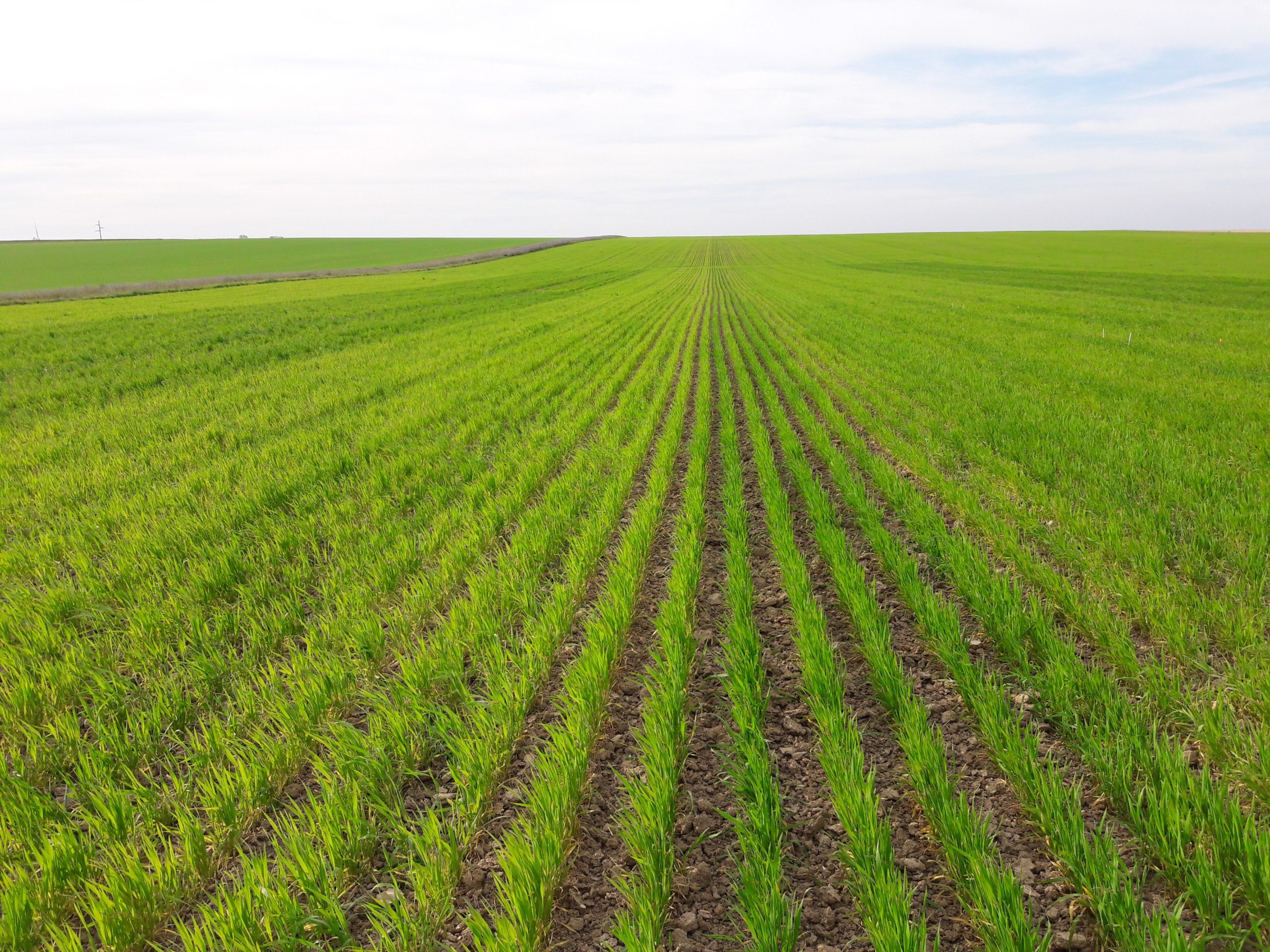La Champagne crayeuse à la pointe du bio La Revue Agricole de l'Aube