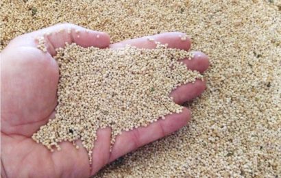 Le quinoa, une diversification originale