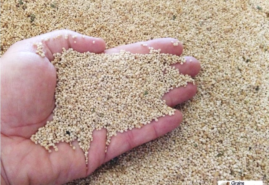 Le quinoa, une diversification originale