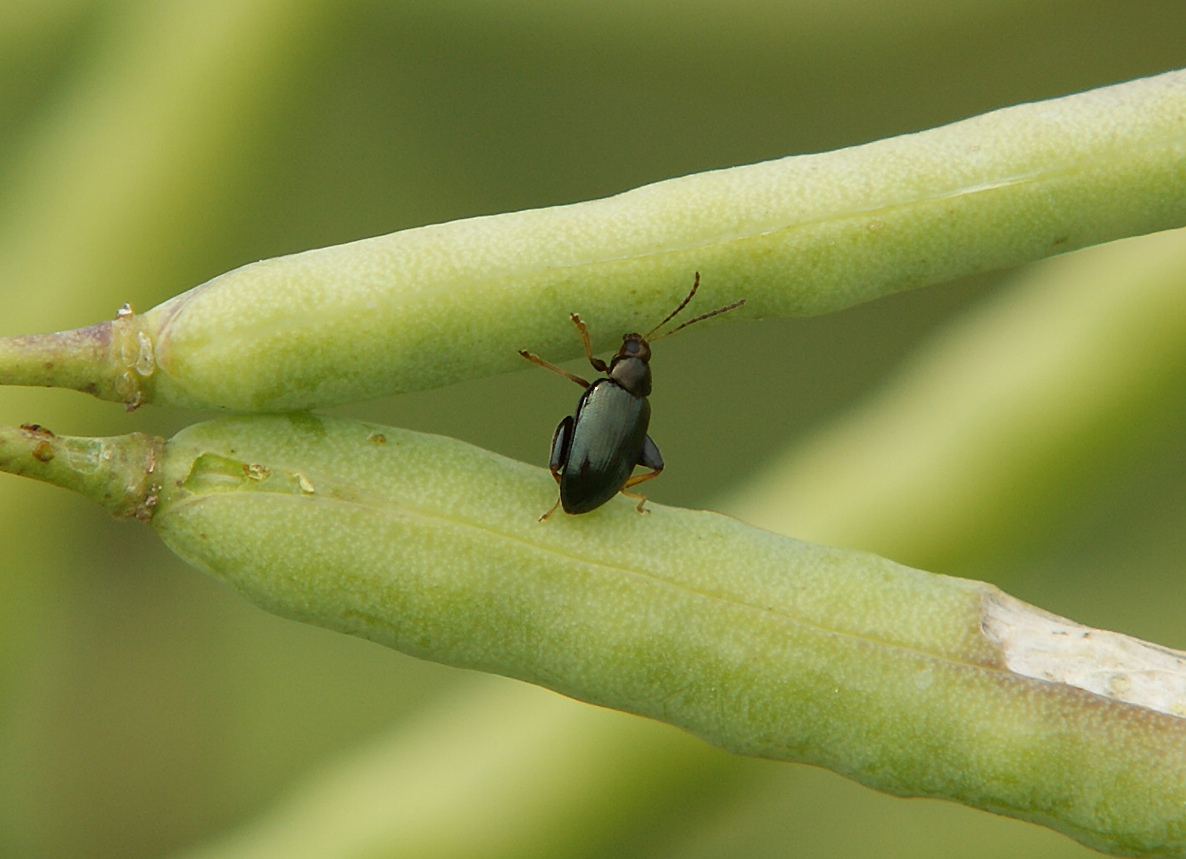 Cuvette jaune versus piège connecté La Revue Agricole de l'Aube