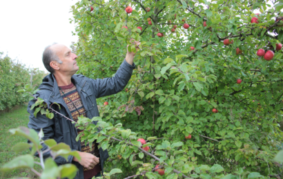 Le cidre d’Hotte s’en tient au jus