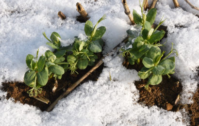 Pois d’hiver : une culture compatible avec de nombreux sols