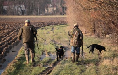 La chasse serait autorisée et très encadrée