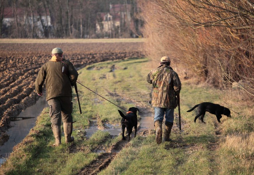 La chasse serait autorisée et très encadrée