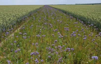 Faire fleurir des bandes intra-parcellaires