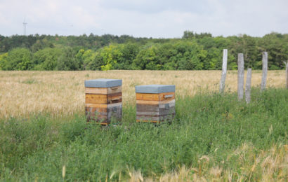 Une filière pour les abeilles et la biodiversité