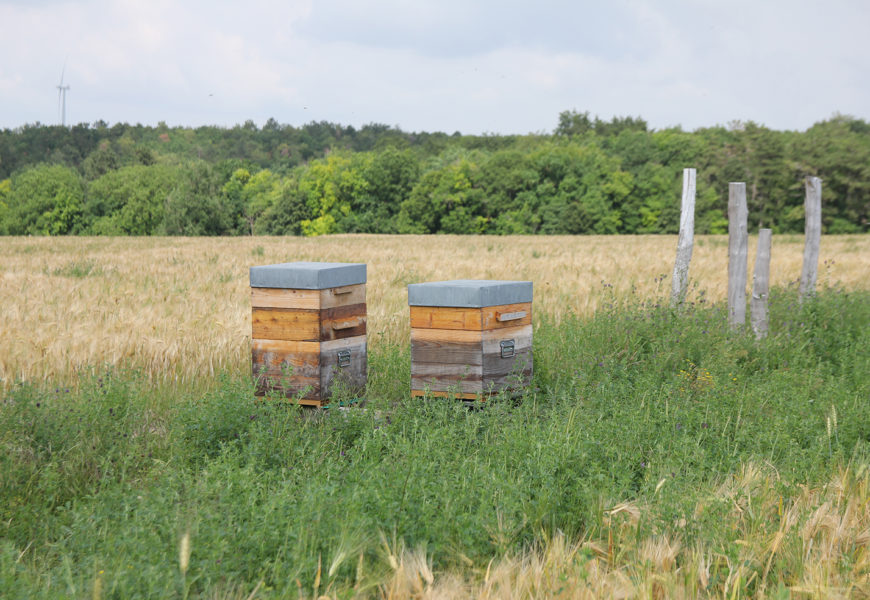 Une filière pour les abeilles et la biodiversité