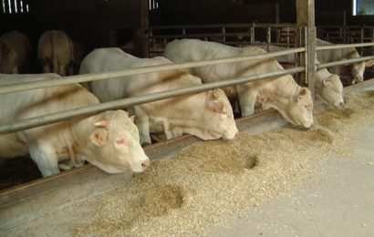 Adapter les rations au profil des maïs [lecture abonné]